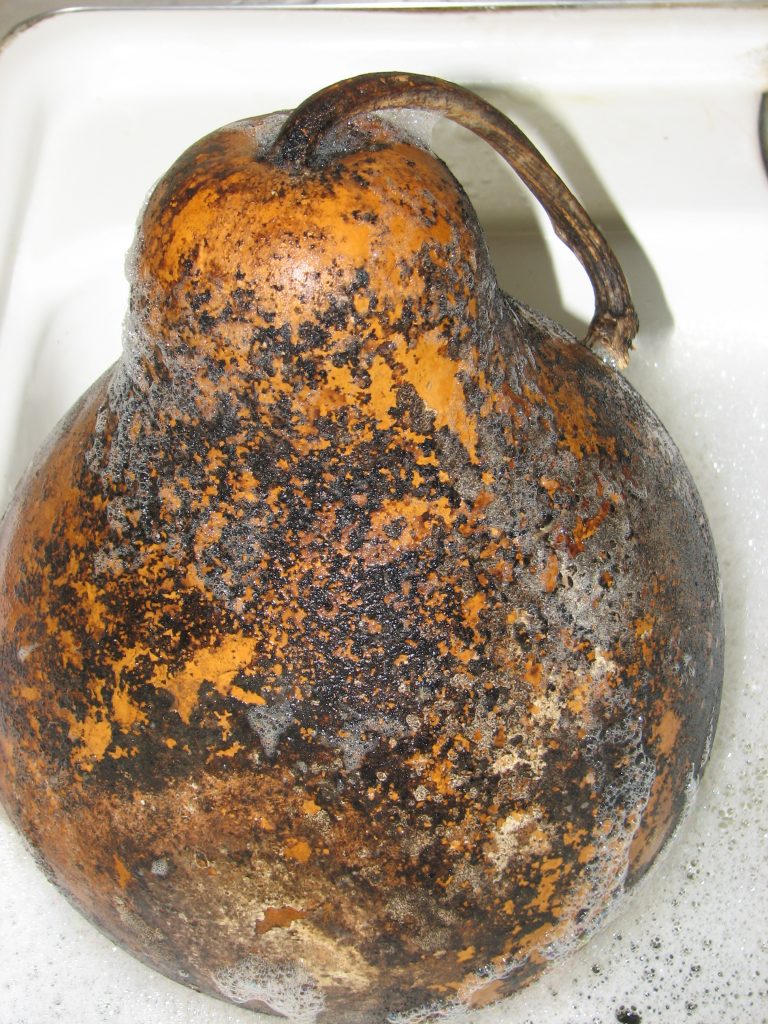 mold on gourd