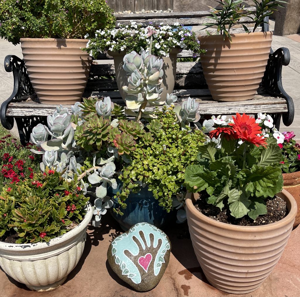 potted plants and painted rock