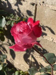 pink and red rose