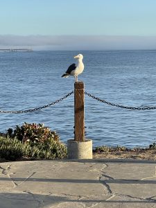 gull on post