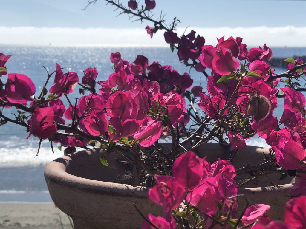 bouganvillia with ocean in background