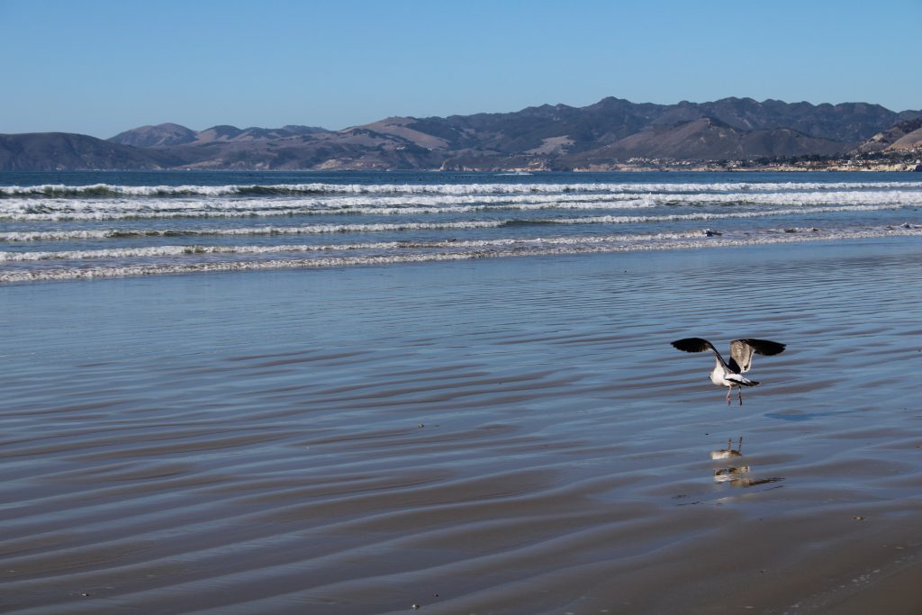 gull flying over ocean