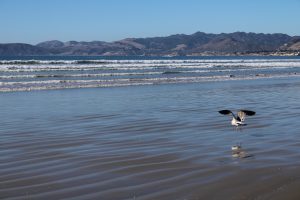 gull flying over ocean