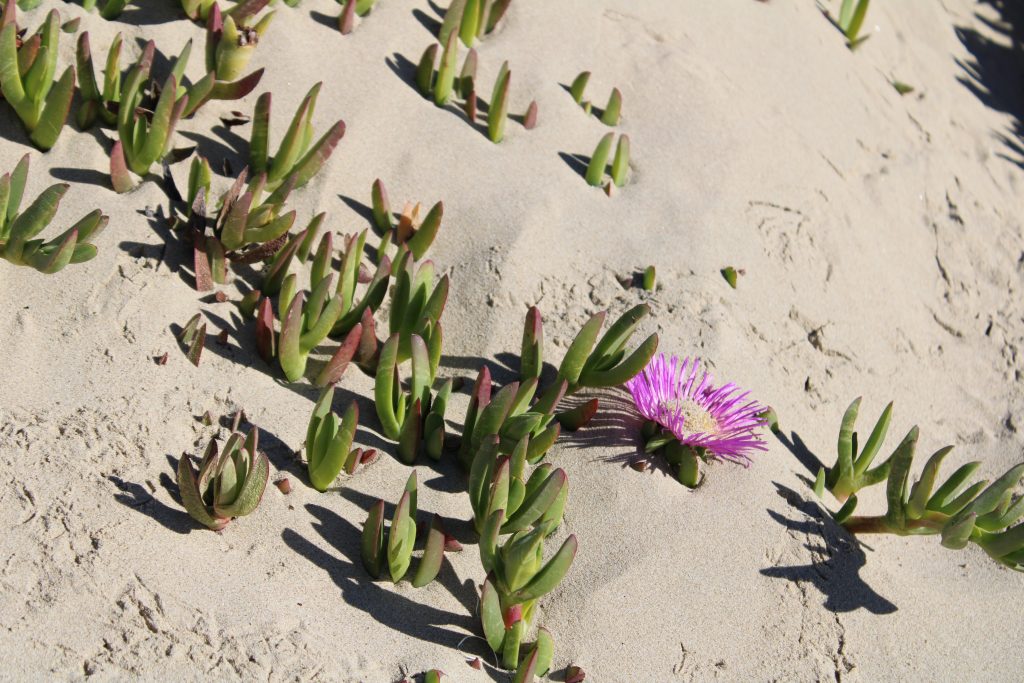 ice plant in sand