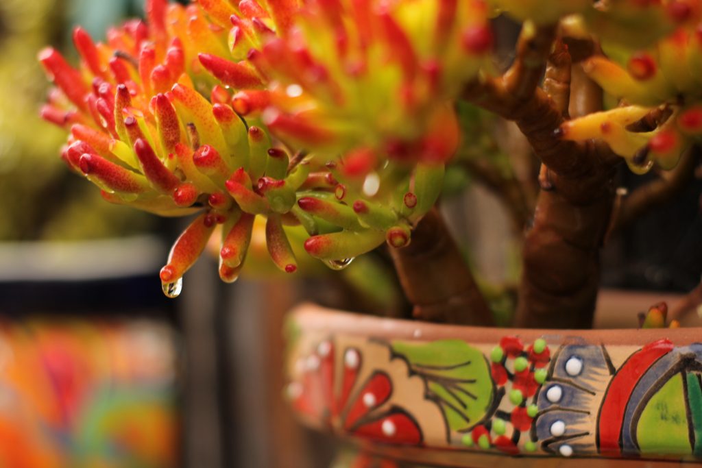 red succulent in colorful pot