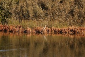 Oso Flaco Lake and bird