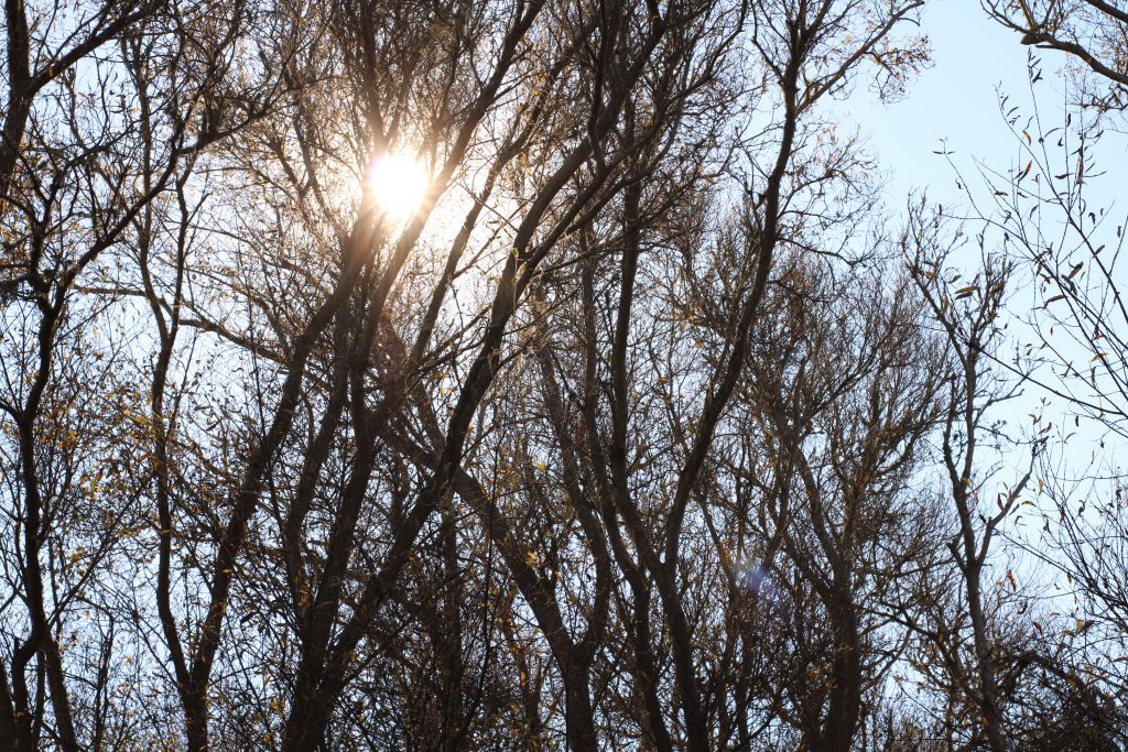 sun through trees