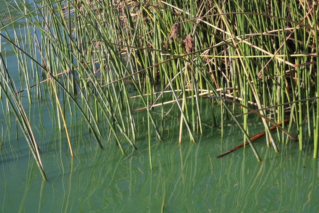 reeds in Waller Pond