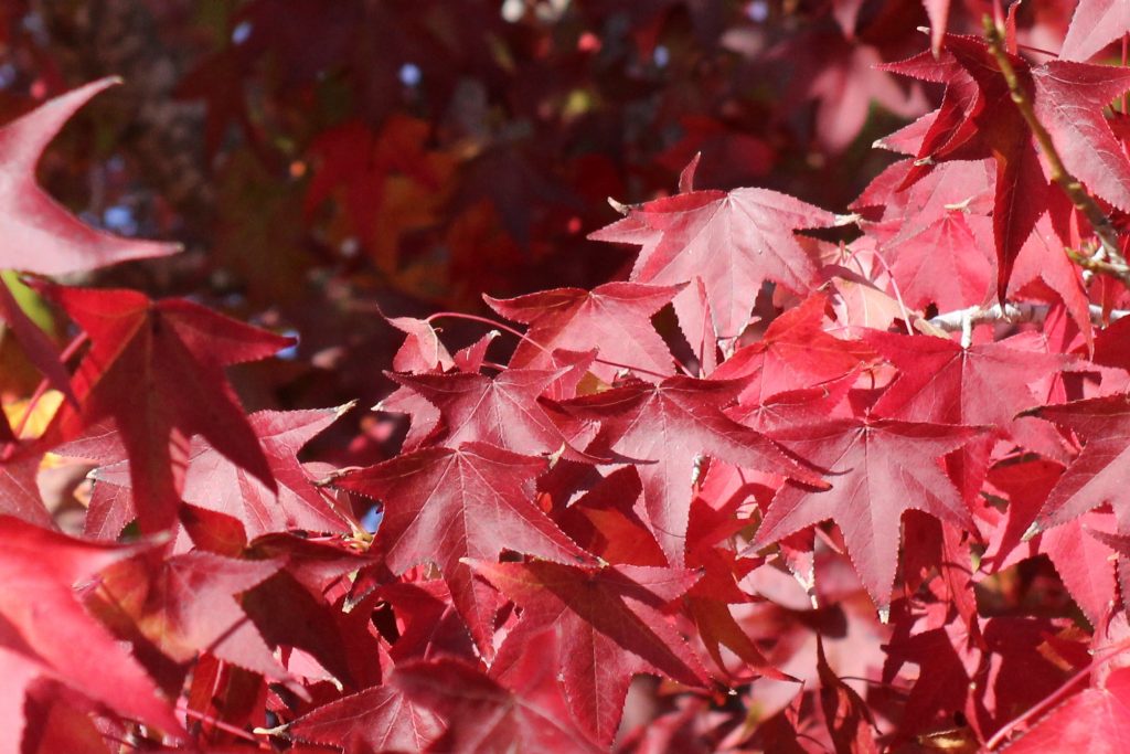 red maple leaves