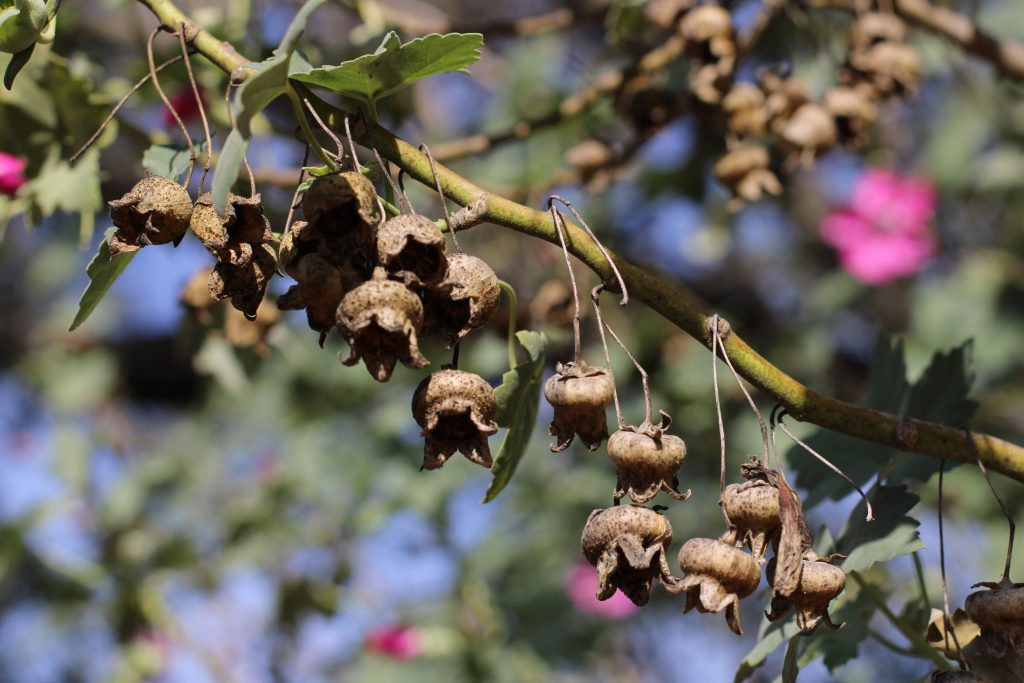 hanging pods