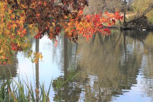 fall leaves over reflective pond