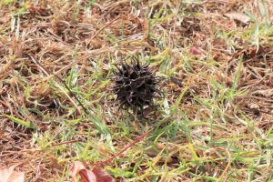 seed pod in grass