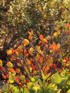 red and green shrubbery