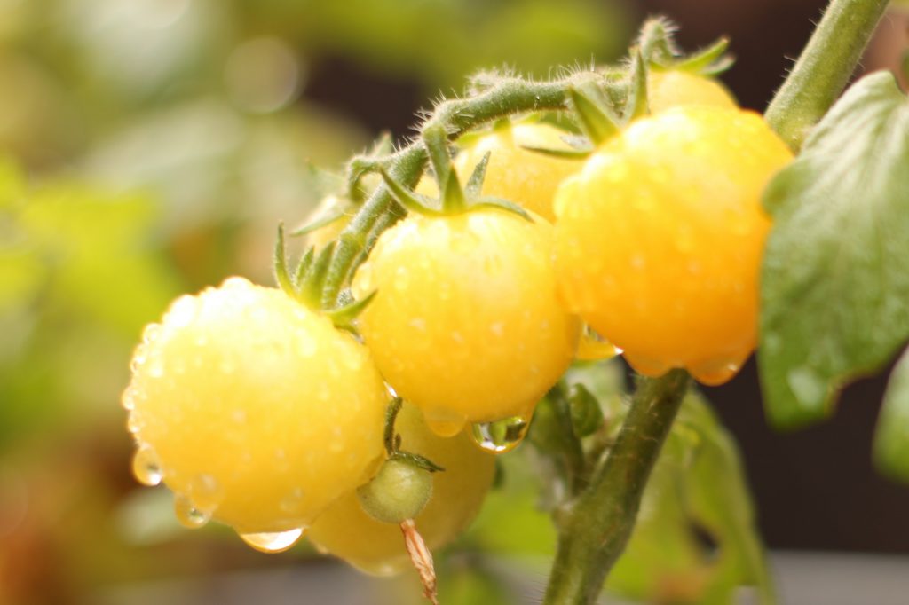 yellow cherry tomatoes