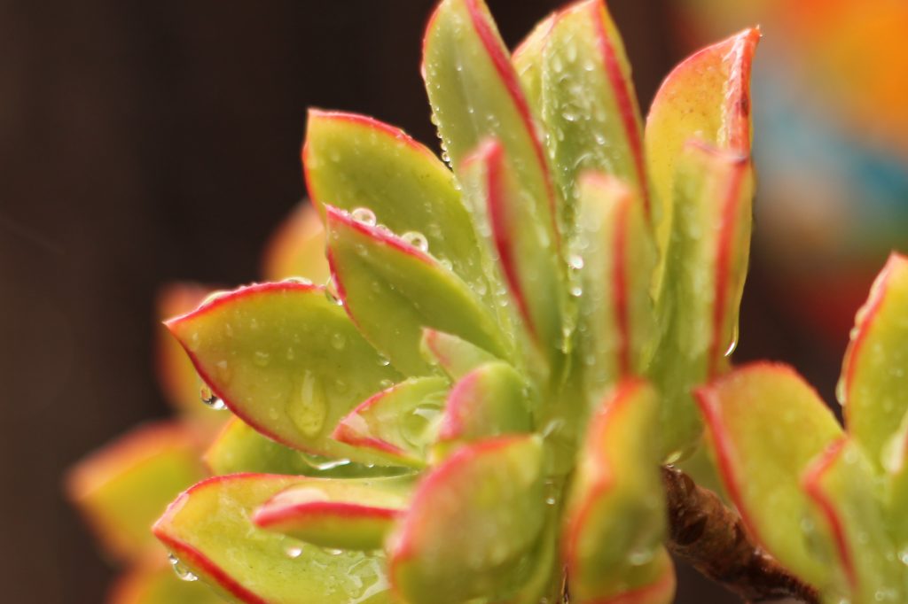 closeup of succulent with raindrops